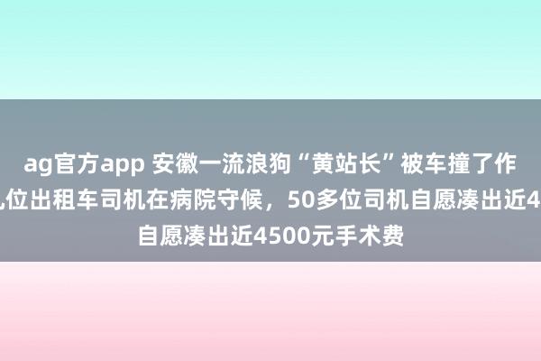 ag官方app 安徽一流浪狗“黄站长”被车撞了作念手术，十几位出租车司机在病院守候，50多位司机自愿凑出近4500元手术费